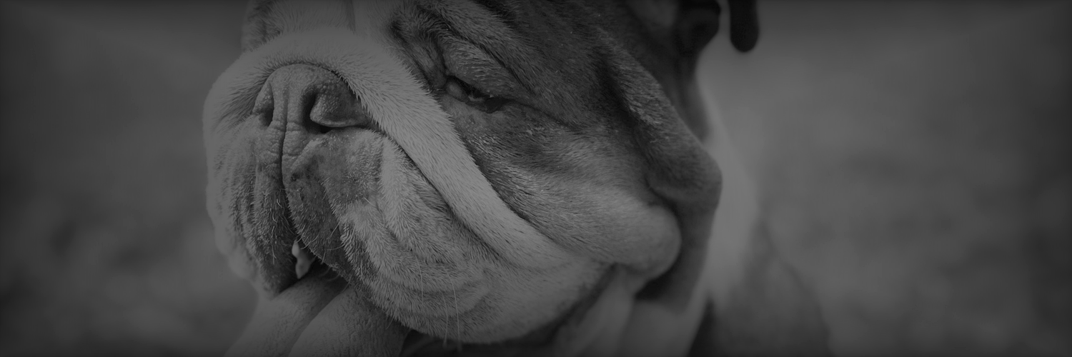BulldogInChief's profile banner image