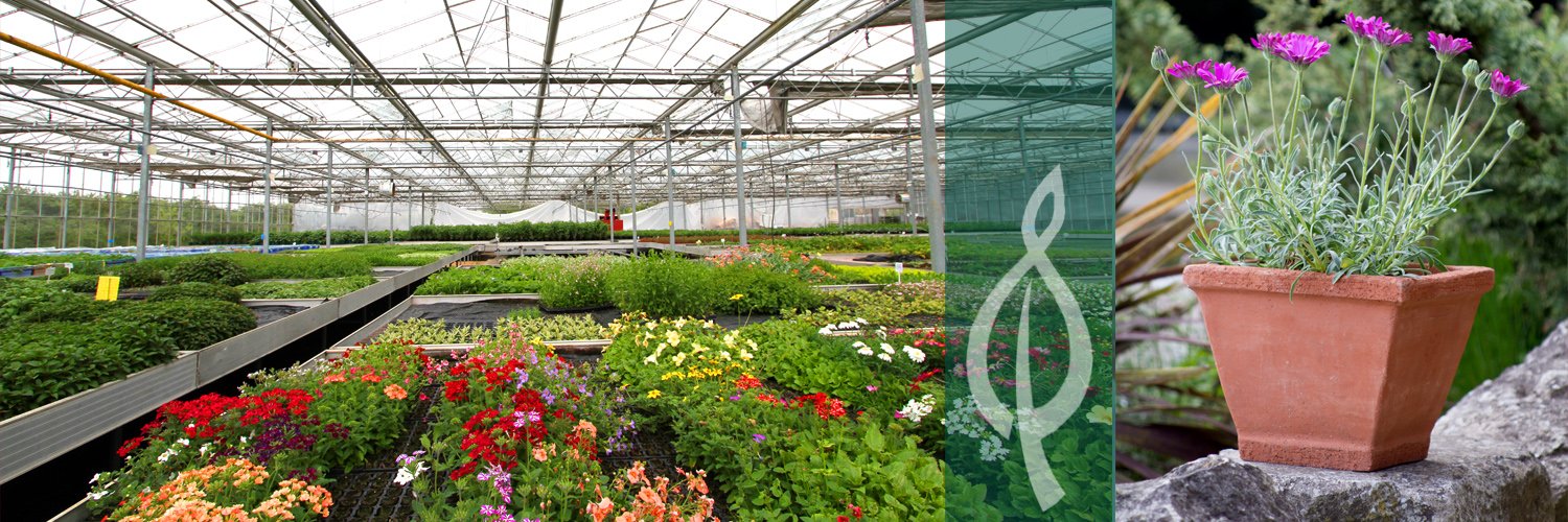 PlantBuddies's profile banner image