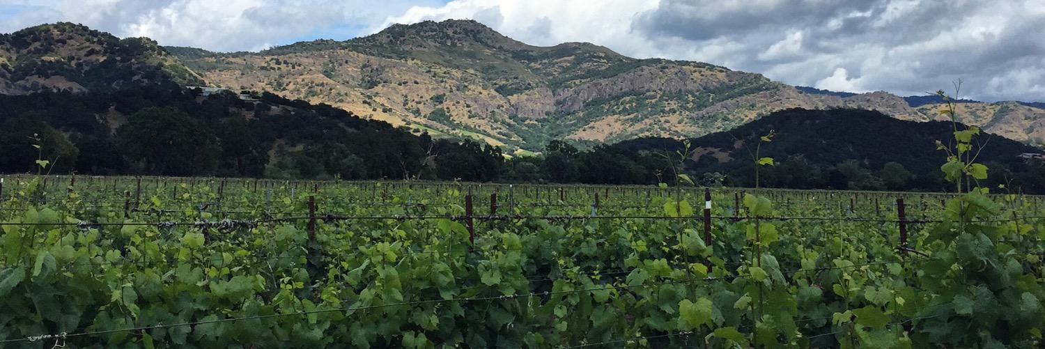 vineball's profile banner image