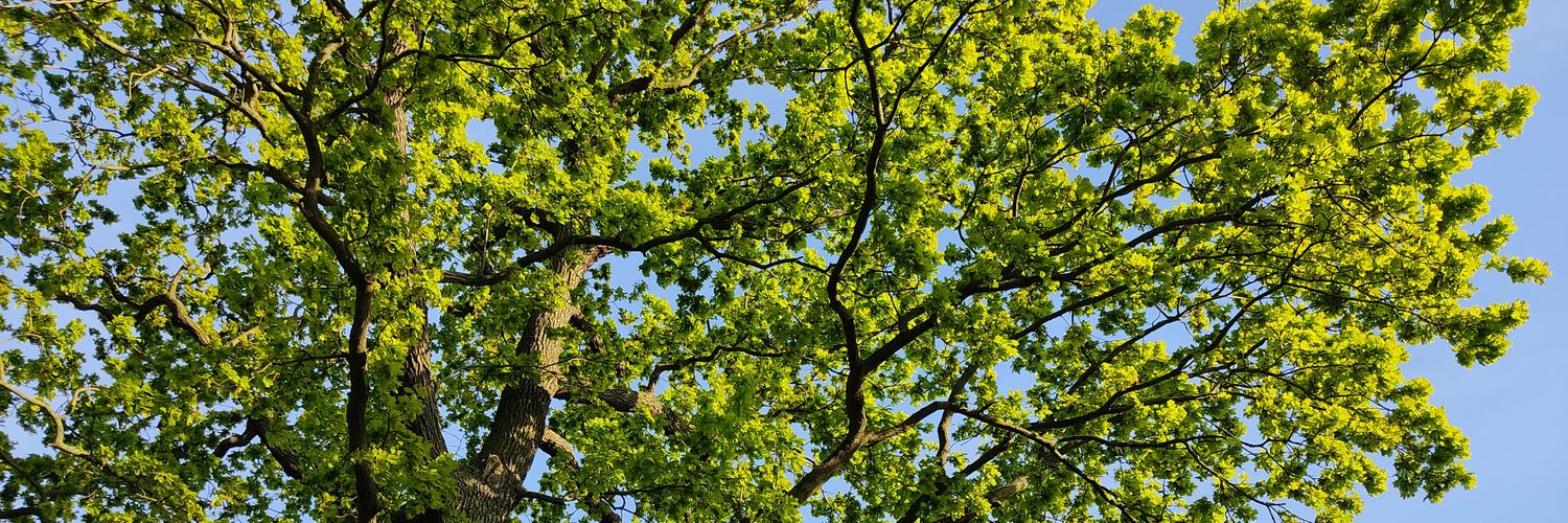 Azid Mango 🥭🇵🇸🇪🇸♥️🇹🇷 banner