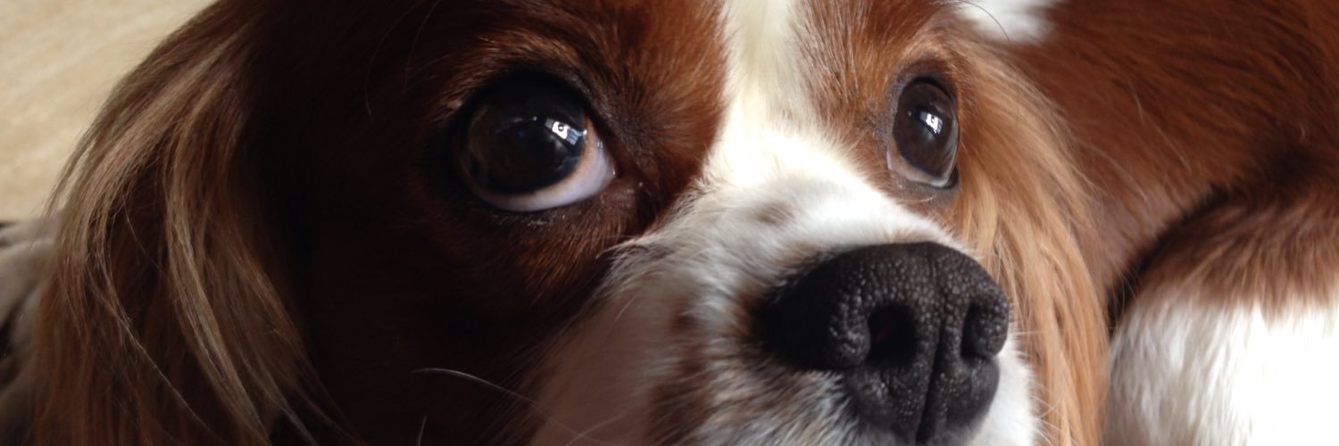 nesz's profile banner image