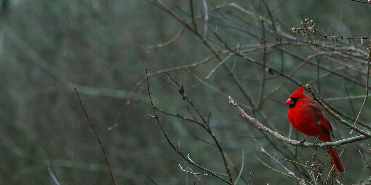 Steggo's profile banner image