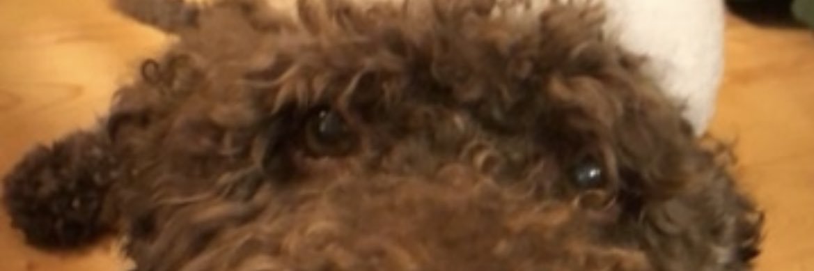 johan schultz banner