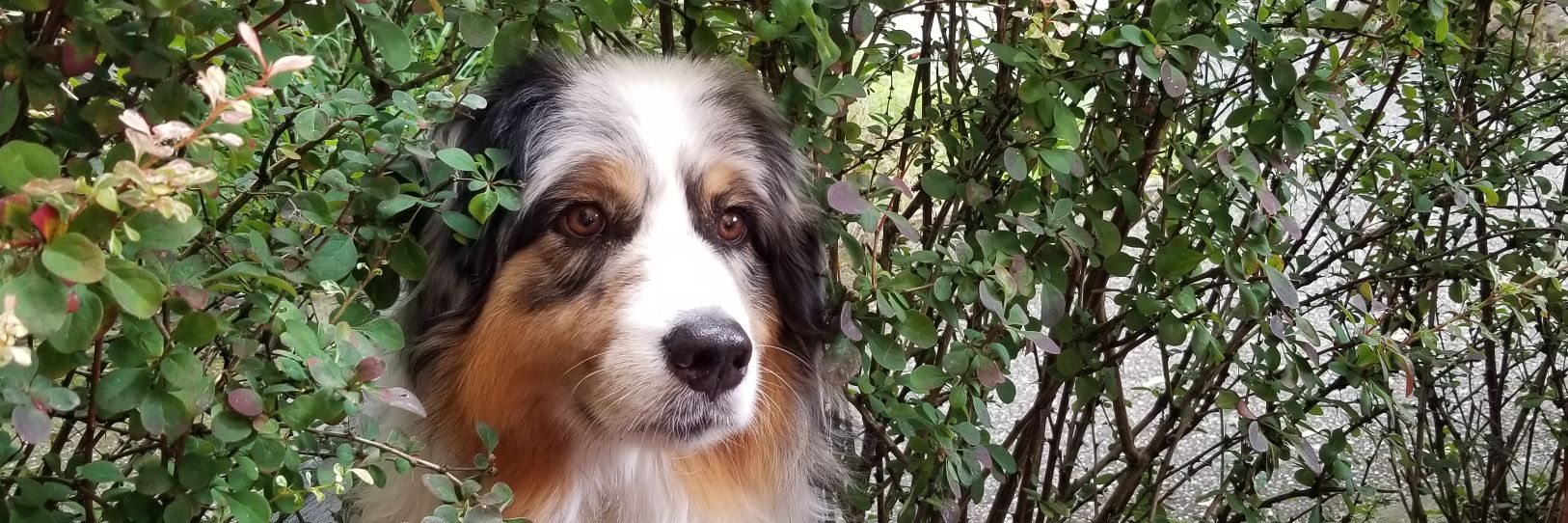 Christine Goldby banner