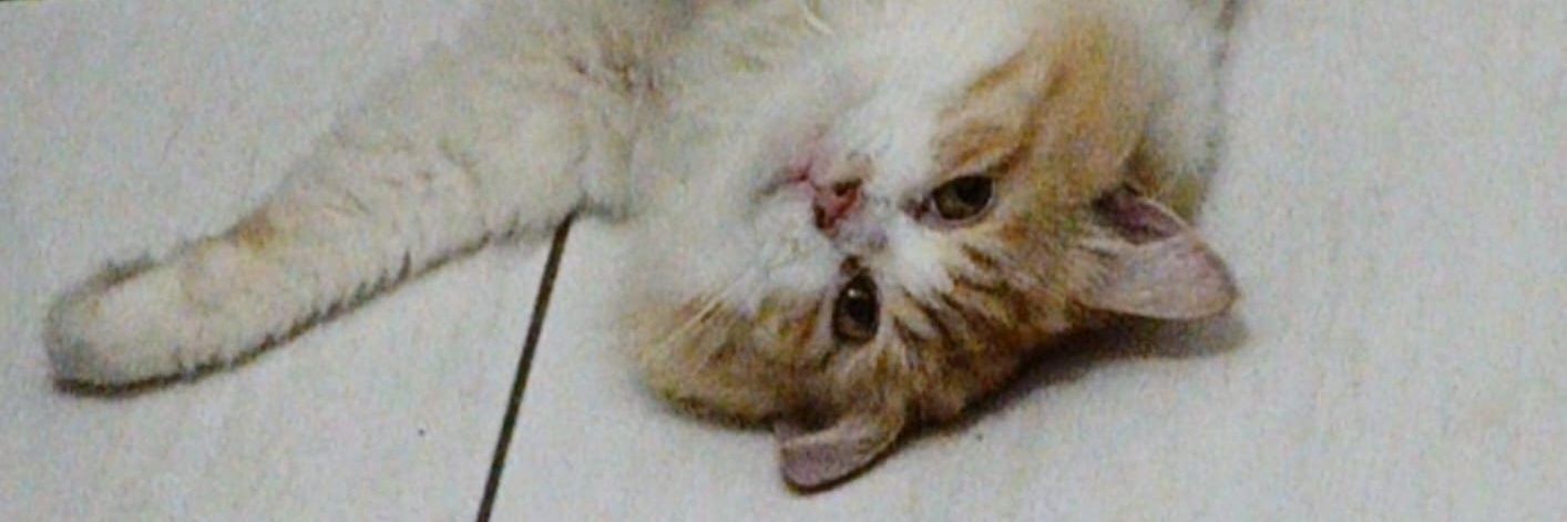 243_dazka's profile banner image