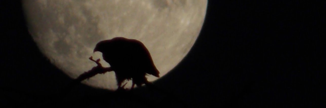 jaided's profile banner image