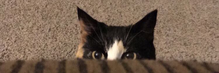kampermo's profile banner image