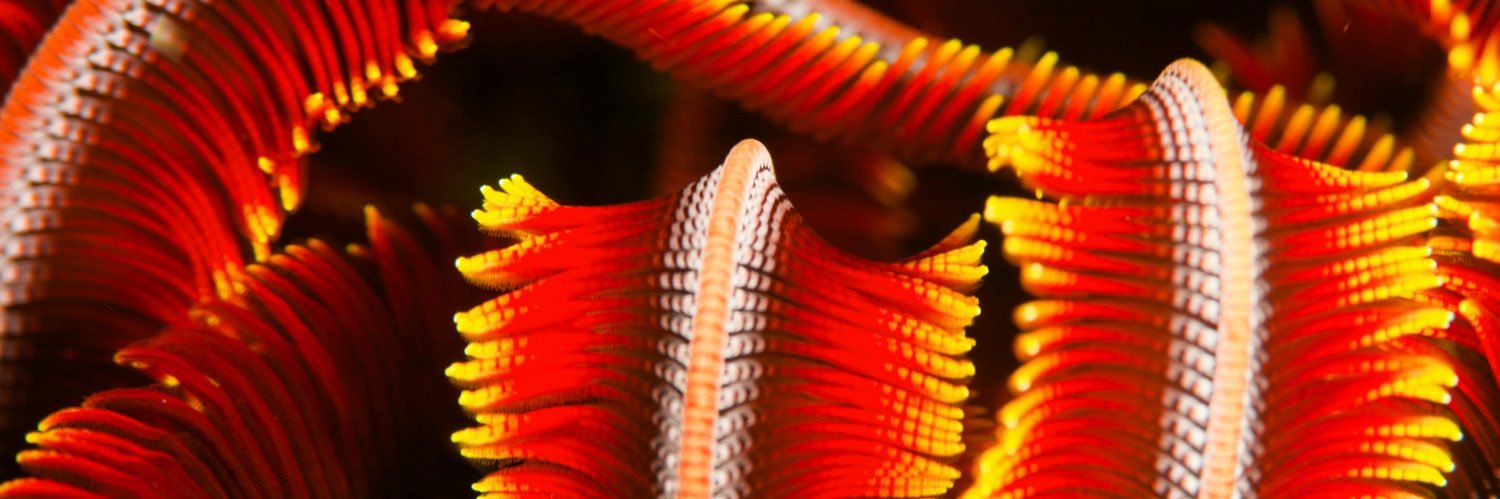 BigBlueFun's profile banner image