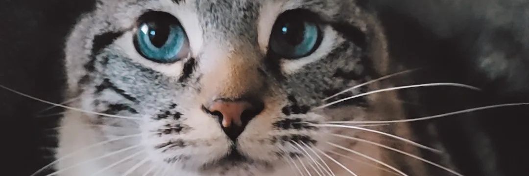 perlaaa4_'s profile banner image