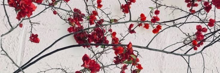 Iga. banner