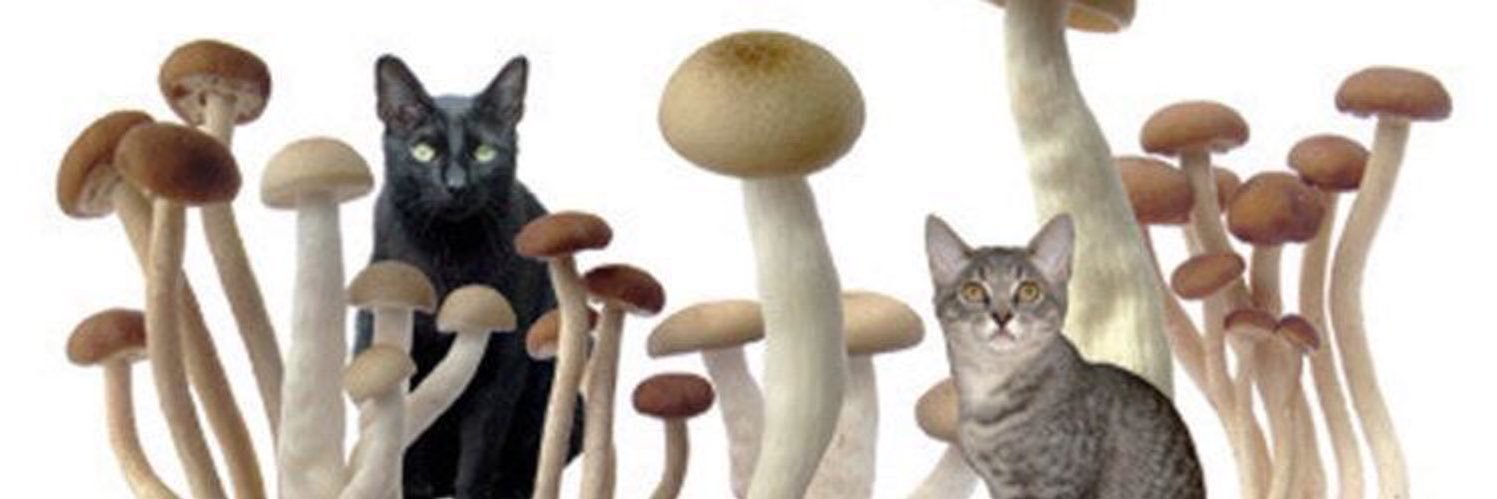 strshwld's profile banner image