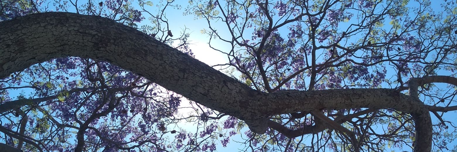 NortePerdida's profile banner image