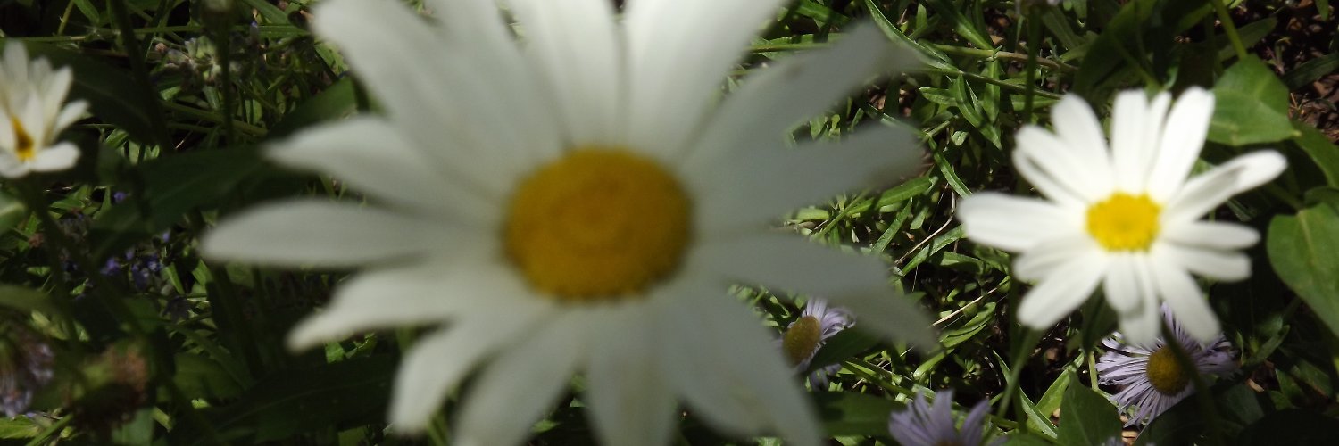 CoffeeBonfires's profile banner image