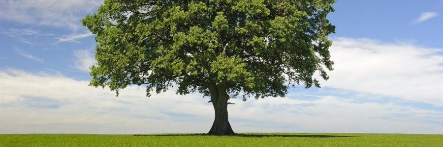 Deciduous🌳's banner