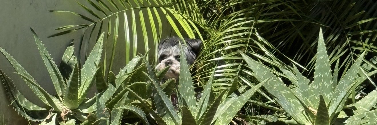 MARIA A. SALATINO banner