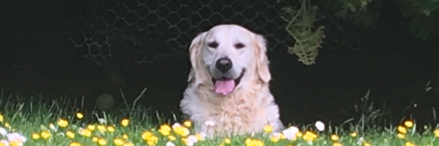 donaloconnell11's profile banner image