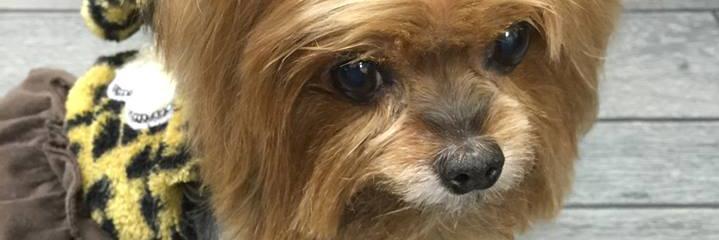kuw_chan's profile banner image