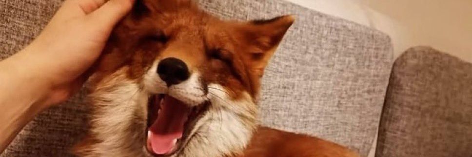 FoxyLovesCoke's profile banner image