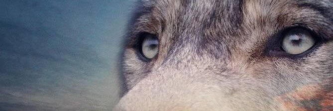 mstrrlm's profile banner image