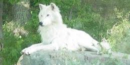 SheWolfXZ's profile banner image