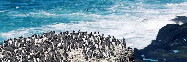 RubyFree8 Profile Banner