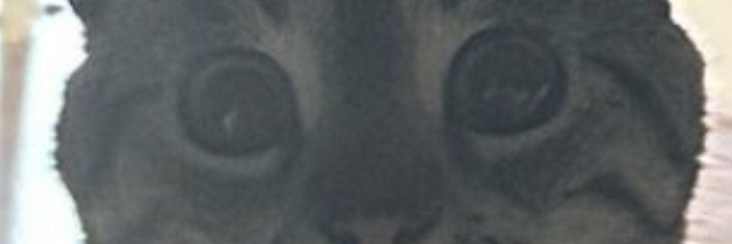 DanBachynsky's profile banner image