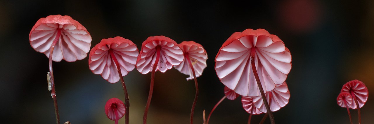 Shannenthoralea's profile banner image
