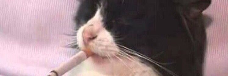 Kebab656's profile banner image