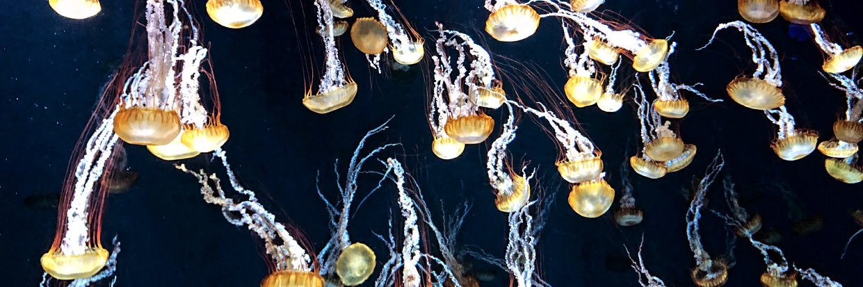 MARY.＊アベマリナ banner