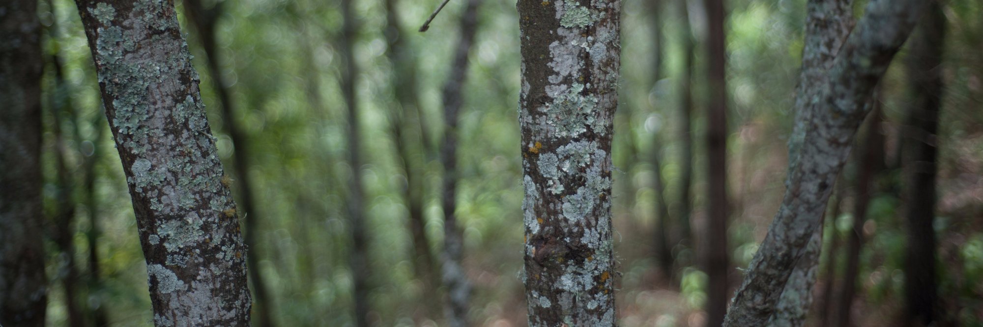 Gen Gibler banner