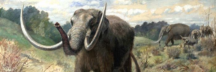 Albert Hubble banner