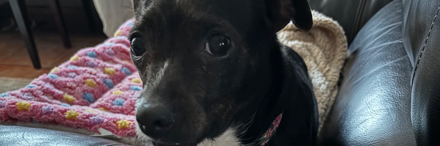 𝕽𝖊𝖇𝖆 𝕷𝖆 𝕬𝖒𝖊𝖗𝖎𝖈𝖆𝖓𝖆🍷🐶🇺🇸's banner