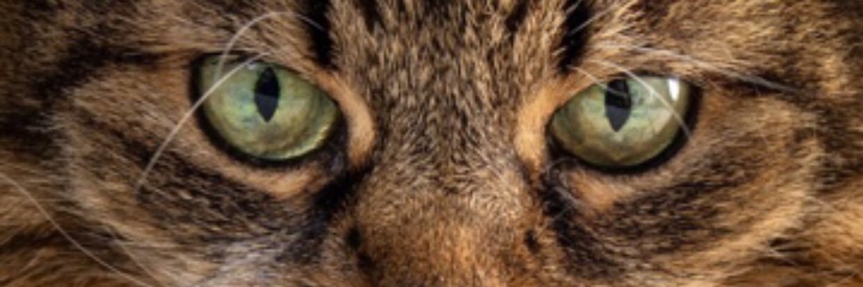 comunicaricardo's profile banner image