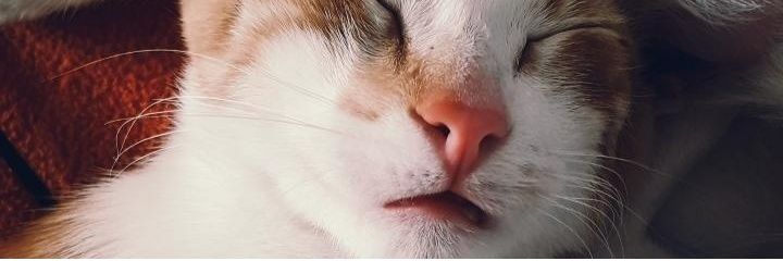 Cande banner