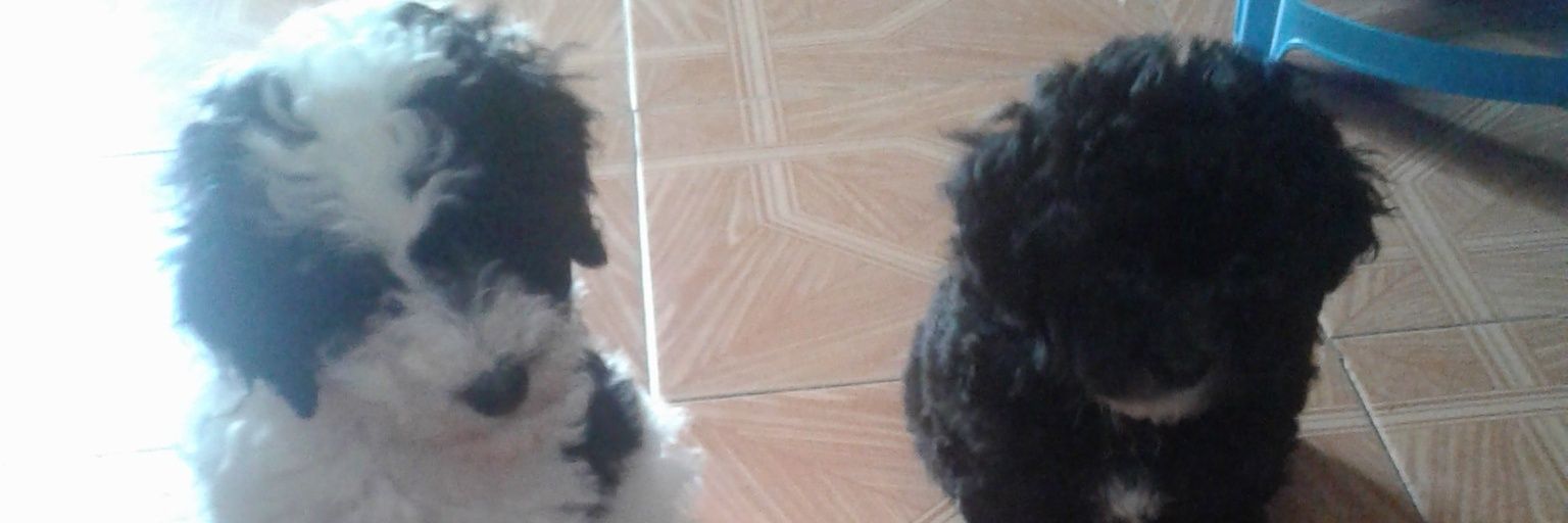 Samuel , gobierno narco, es cuanto. banner