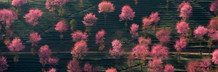 thayane_gb's profile banner image