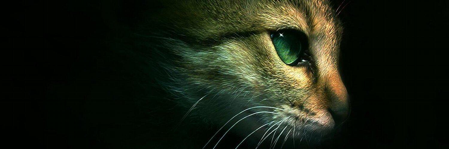 KaaLababa's profile banner image