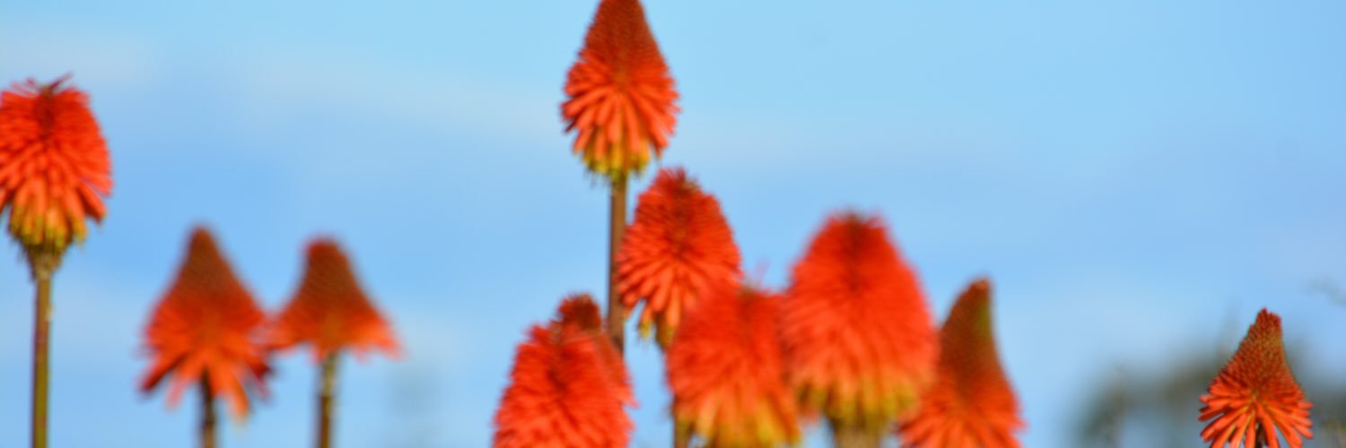 kiwikim's profile banner image
