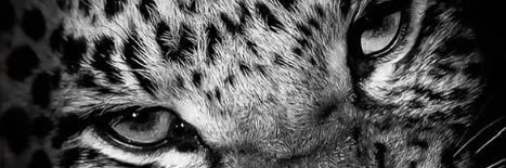cicarelli_gih's profile banner image