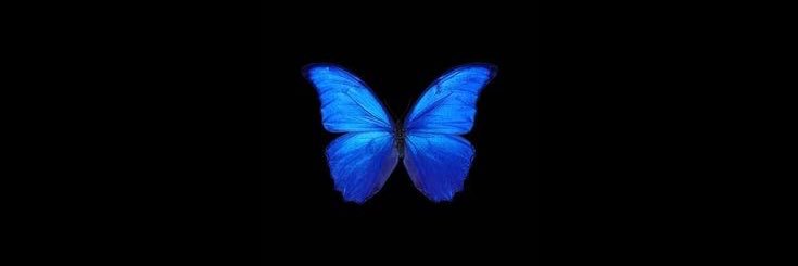 nom🦋 banner