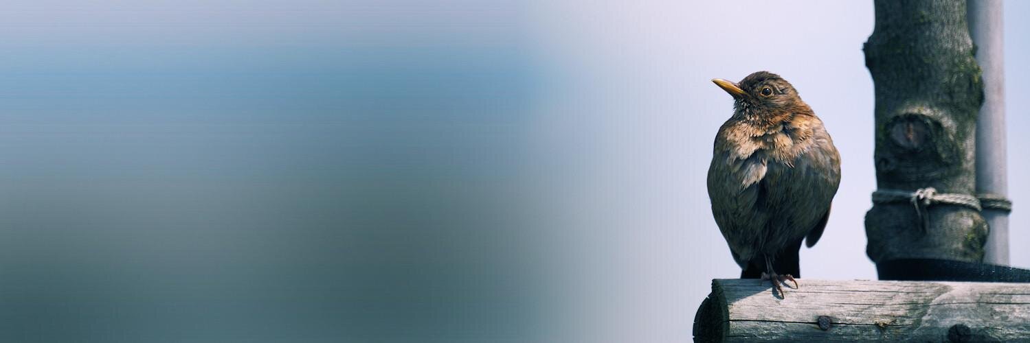 Roman Nepšinský banner