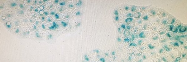 a_amiama Profile Banner