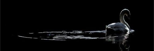 _Bitcheye_'s profile banner image