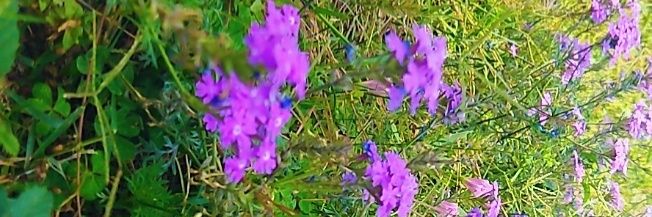 Hafsa_umar1's profile banner image