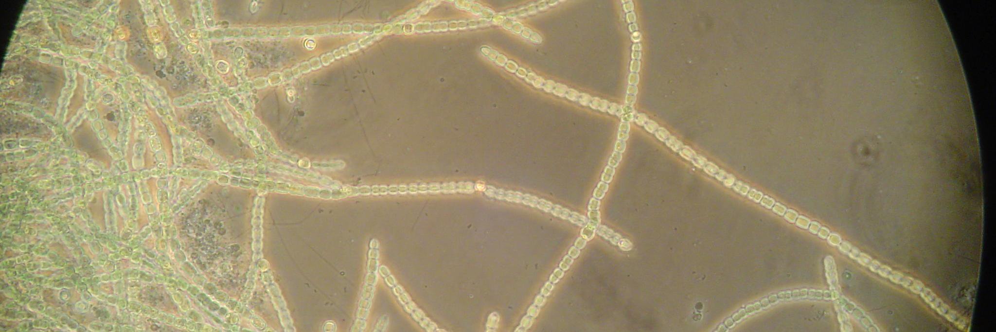 BacterioFiles's profile banner image