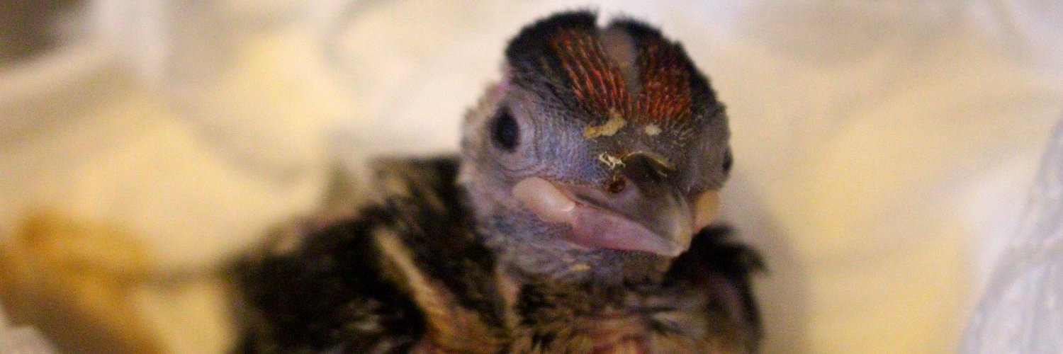 Greenwich Wildlife Network banner