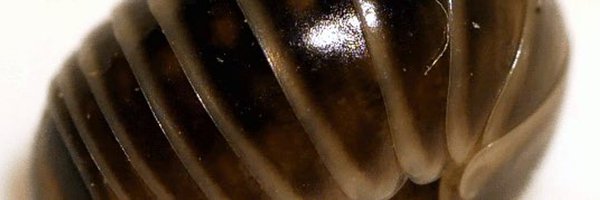 rongong01 Profile Banner