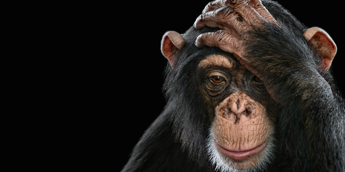 Rachel Wente-Chaney banner