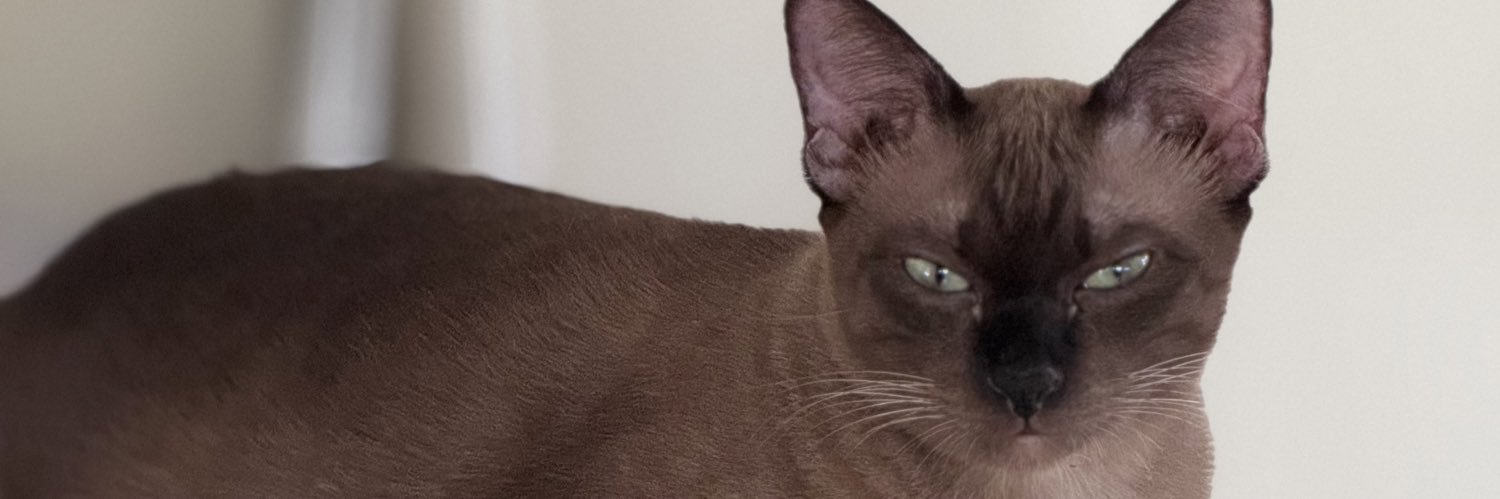 นัตต้า🐳 banner