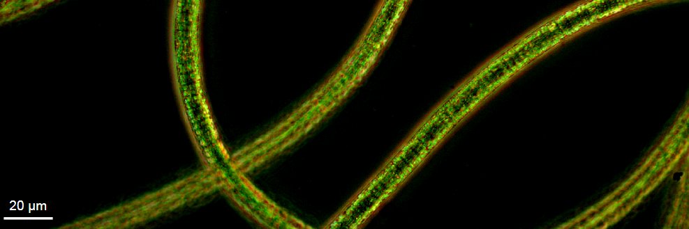 Lydia Mapstone banner